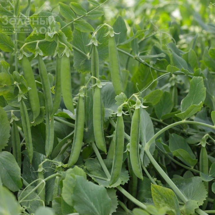 Олинда / Olinda ,55-60 дней фото 1