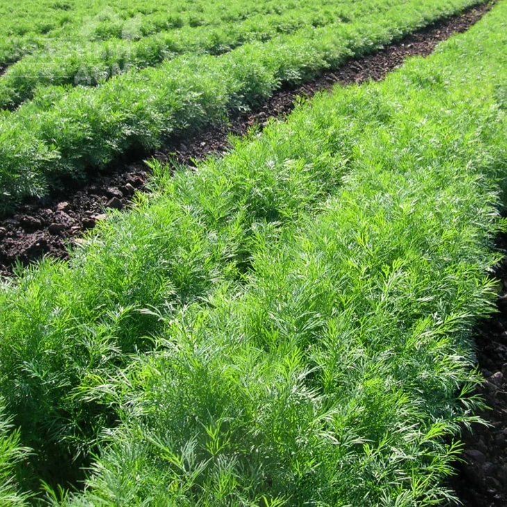 Грин Сливз / Green Sleeves фото 1