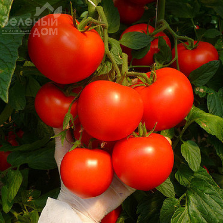 Корвінус F1 / Corvinus F1,110-115 днів фото 1