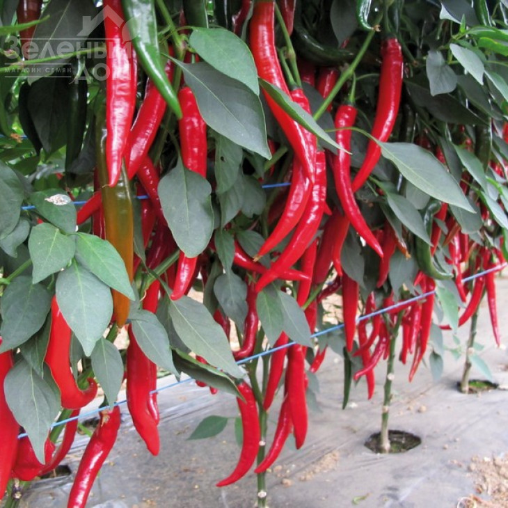 Хайфі F1 / Khayfi F1 фото 1