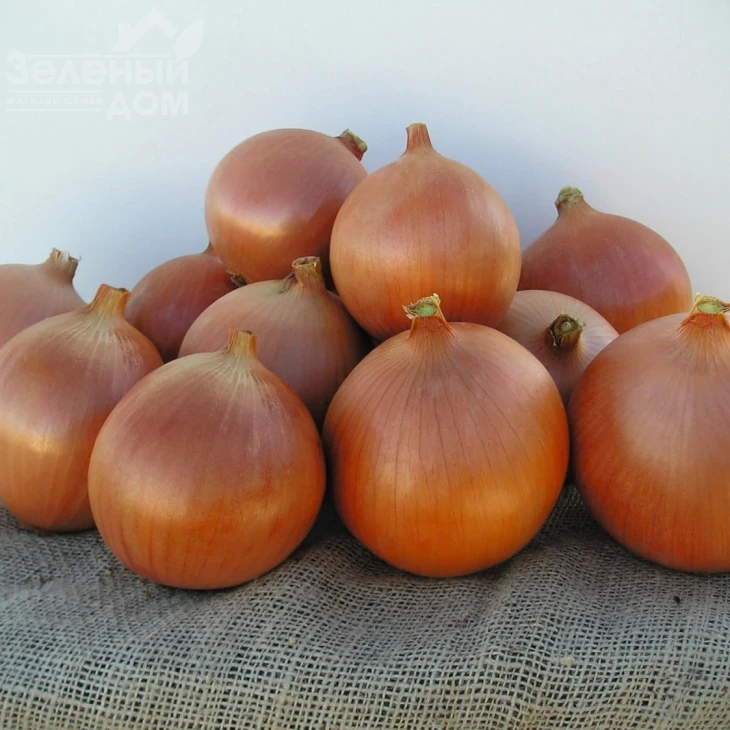 Катинка F1 / Katinka F1,105-110 дней фото 1