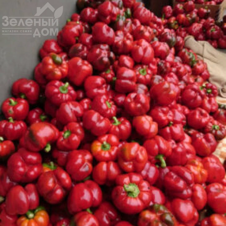 Бихар F1 / Bihar F1,75 дней фото 3