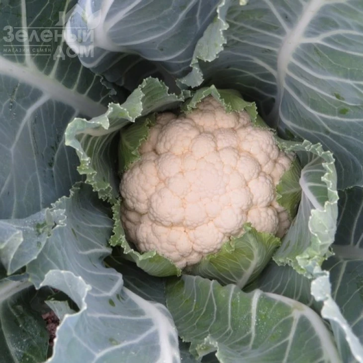 Клипер F1 / Kliper F1,55-60 дней фото 1