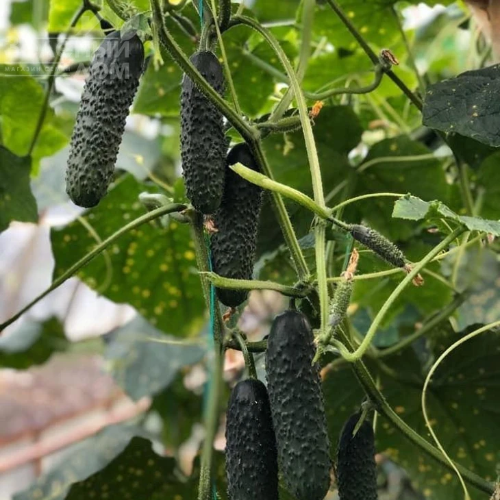 152-175 F1 / 152-175 F1,40-45 дней фото 1