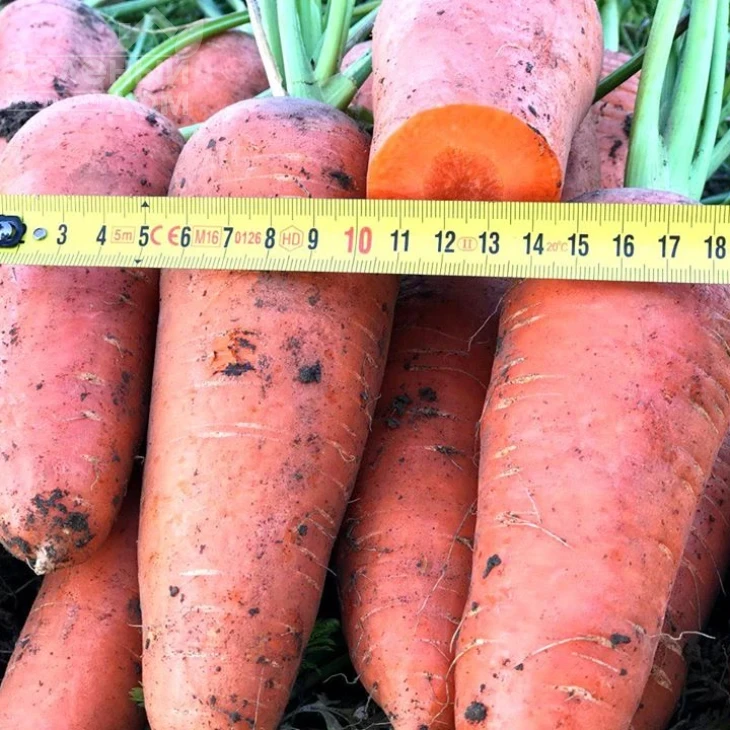 Эмперор F1 / Emperor F1,100-110 дней фото 3