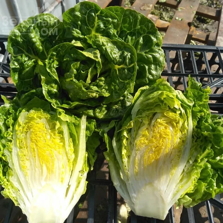 Ксарома / Xaroma фото 1