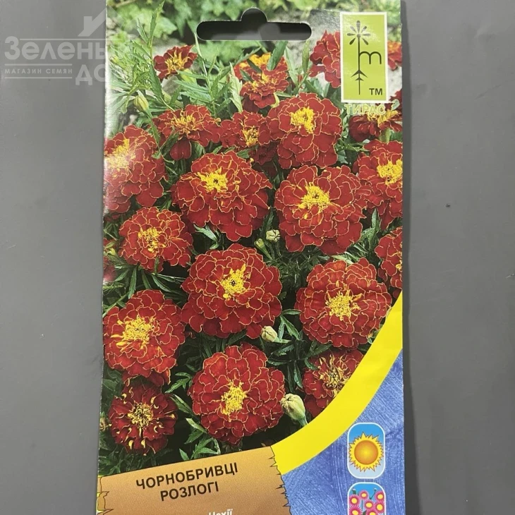 Бархатцы раскидистые Карминовые фото 1