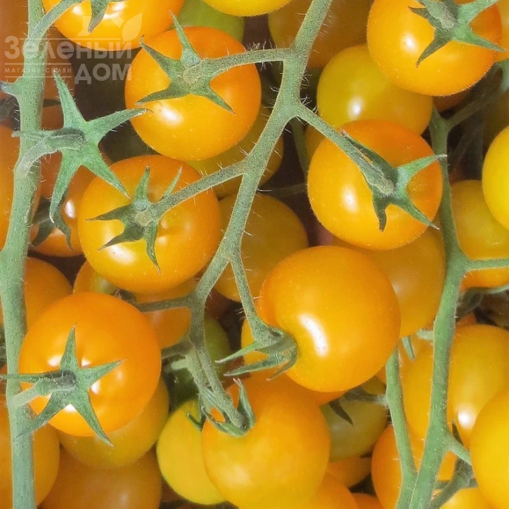 Голдвин F1 / Goldwin F1,65-70 дней фото 1