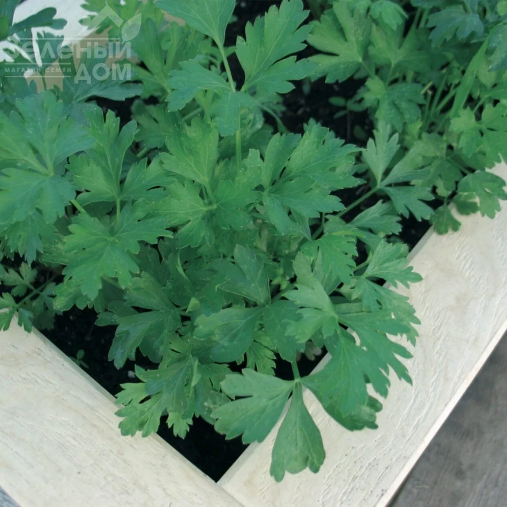 Гиганте де Италия / Gigante de Italia фото 1