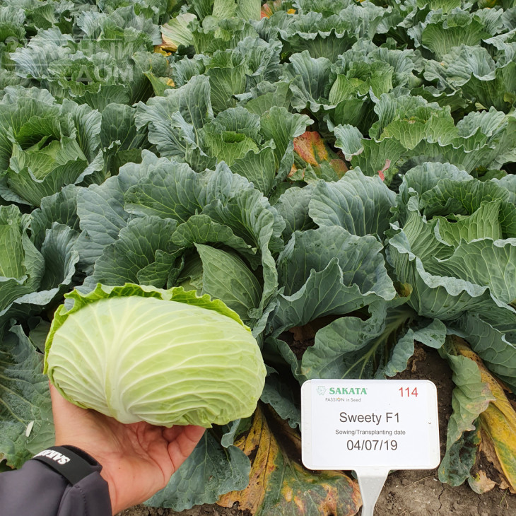 Світі F1 / Sviti F1, 80-90 днів  фото 2