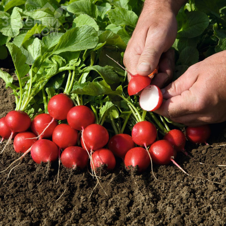 Рудольф / Rudolf,18-24 дні фото 2