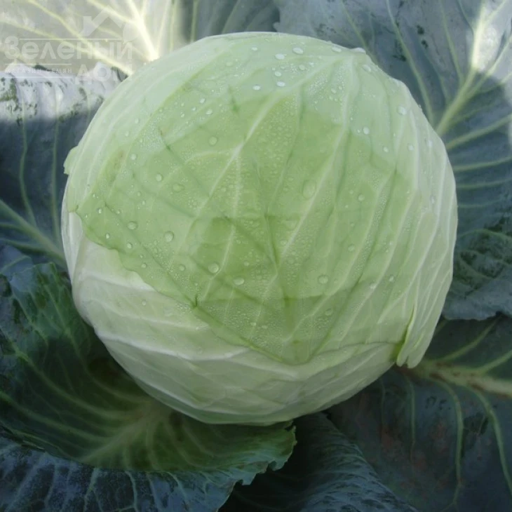 Кубок F1 / Kubok F1,85-90 дней фото 1