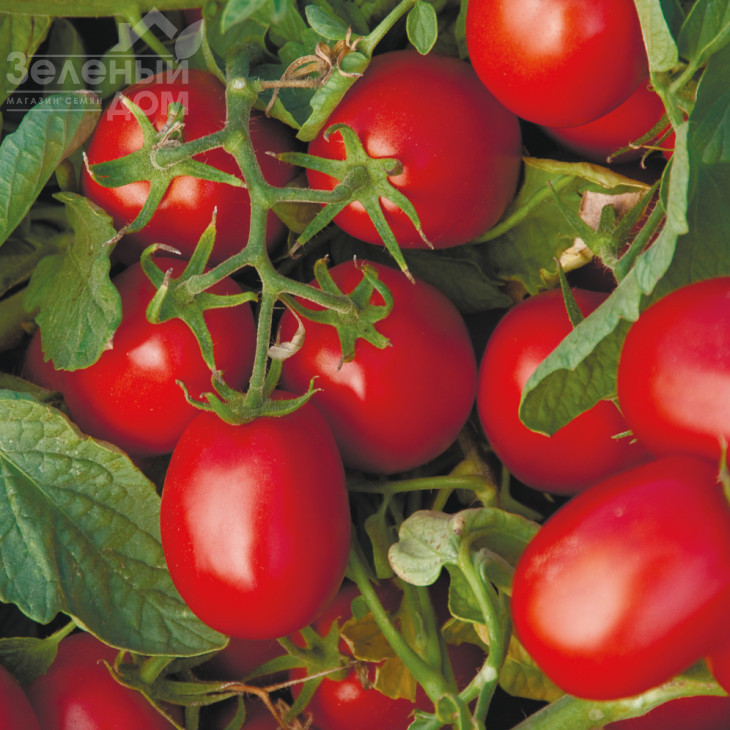 Астерікс F1 / Asteriks F1,100-105 днів фото 1