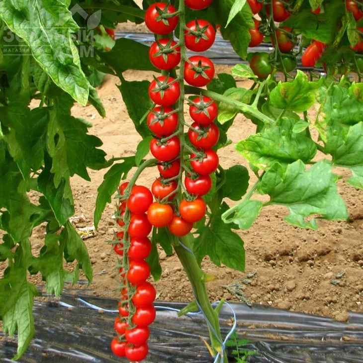 Прециозо F1 / Preciozo F1 фото 1