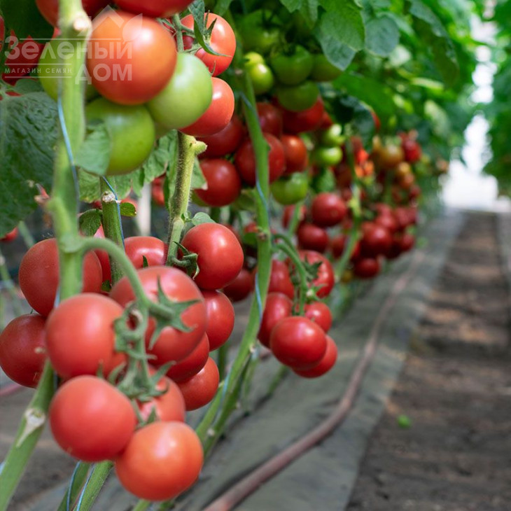 Ладженда F1 / Ladzhenda F1,105-115 днів фото 3