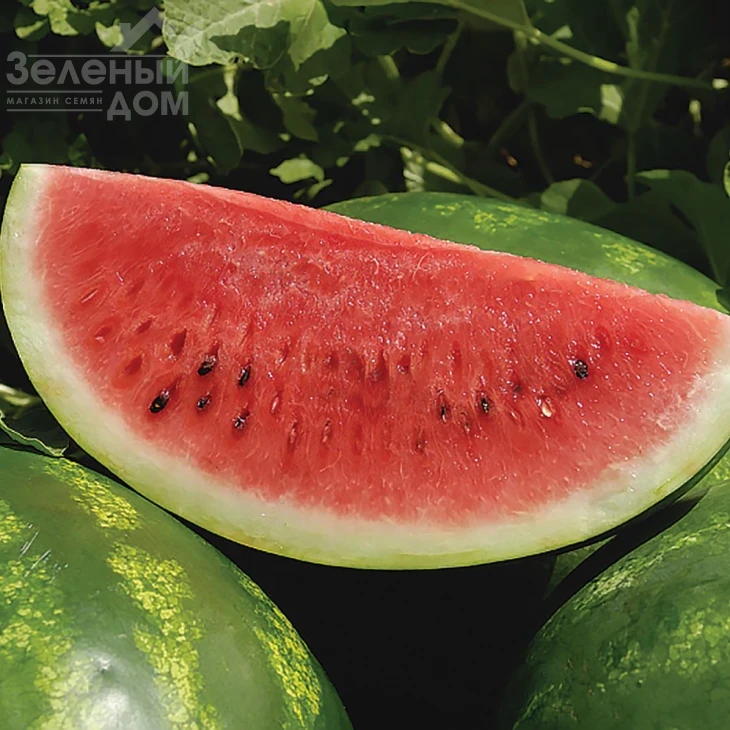 Астрахан F1 / Astrahan F1,64-68 дней фото 1