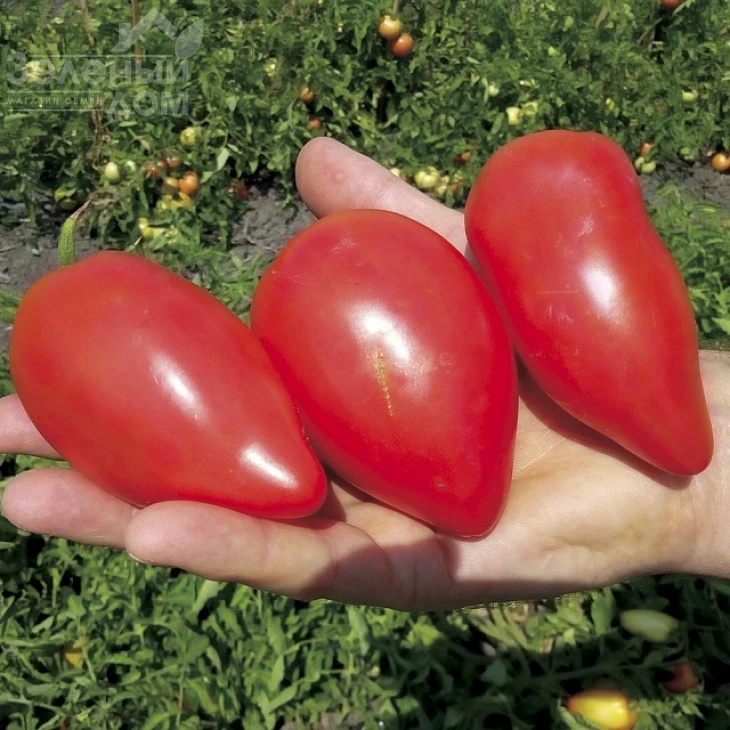 Белиз F1 / Beliz F1, 65-70 дней фото 1