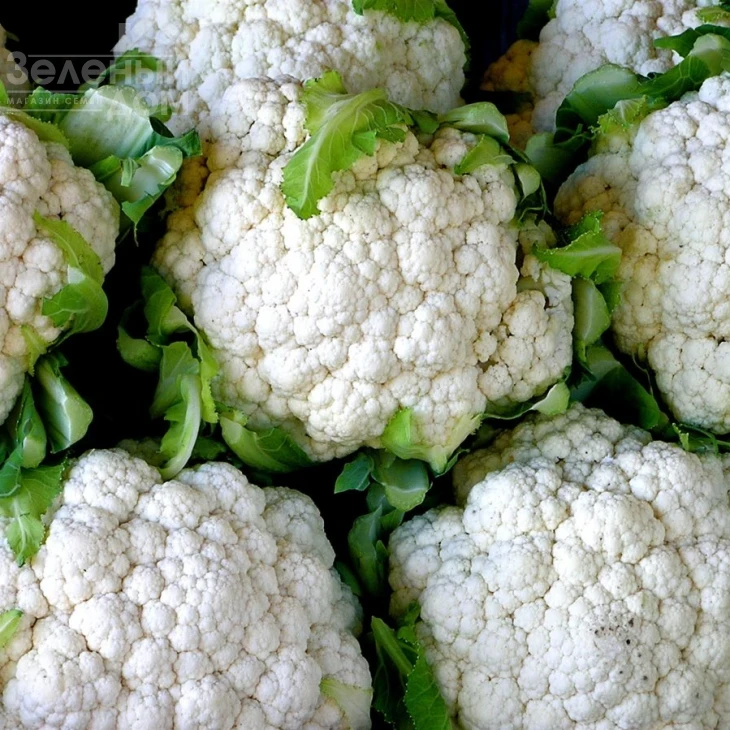 Каспер F1 / Kasper F1,100 дней фото 3