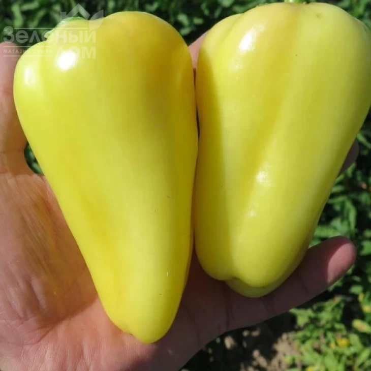 Амур F1 / Amour F1 фото 1