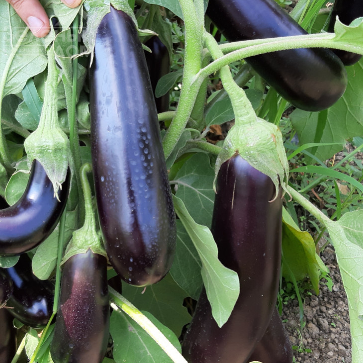 Караман F1 / Karaman F1, 65-70 дней фото 3