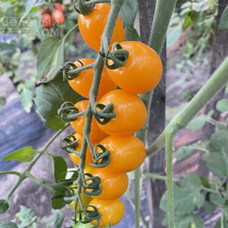 Еллоу Бидс F1 / Yellow Bids F1, 90 дней фото 3