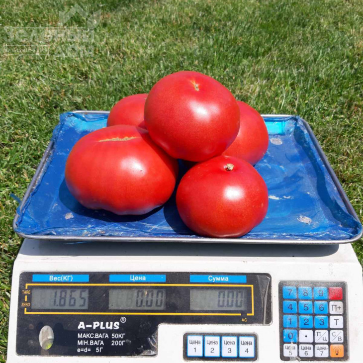 Сім-Сім (ЕЗ 777) F1 / Sim-Sim (EZ 777) F1, 60-65 днів фото 2