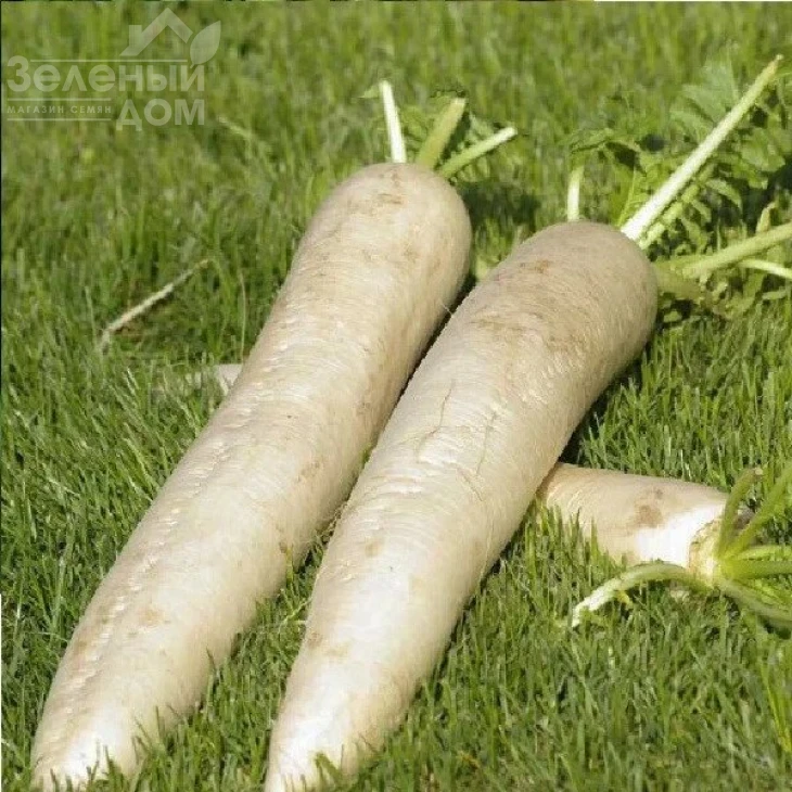 Мино Эрли Лонг Вайт F1 / Mino Early Long White F1,55-60 дней фото 1