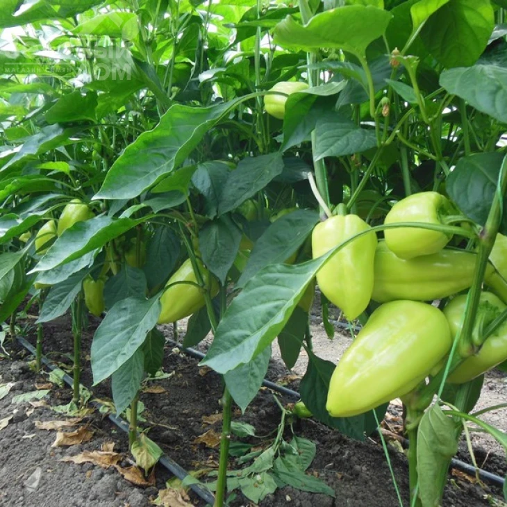 Амаретта F1 / Amaretta F1 фото 2