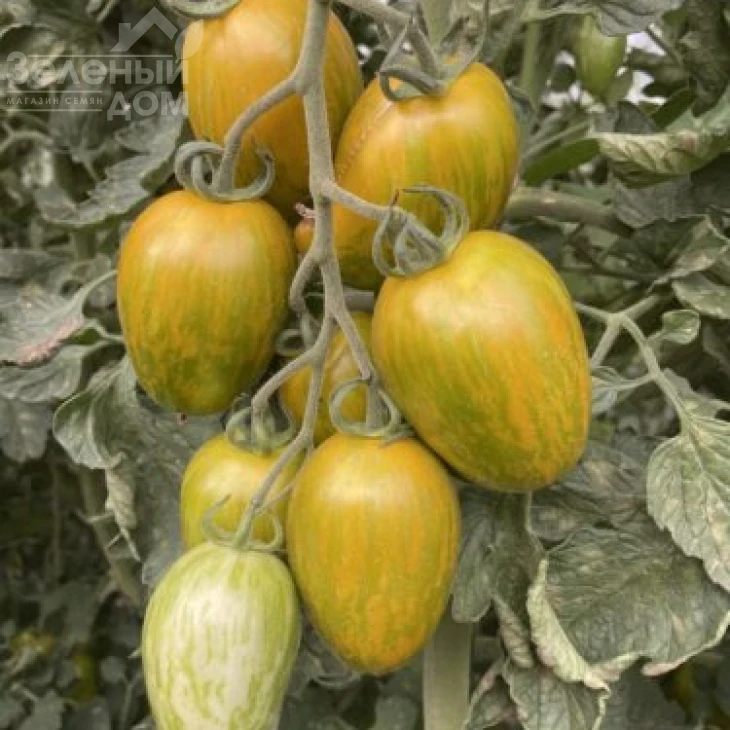 Корвалис F1 / Korvalis F1, 95 дней фото 1