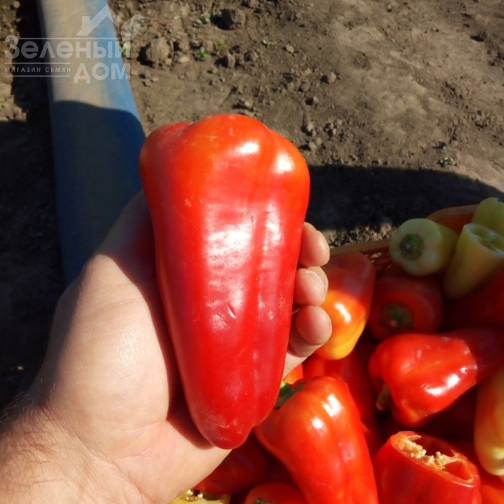 Лостун F1 / Lostun F1, 60-63 дні фото 1