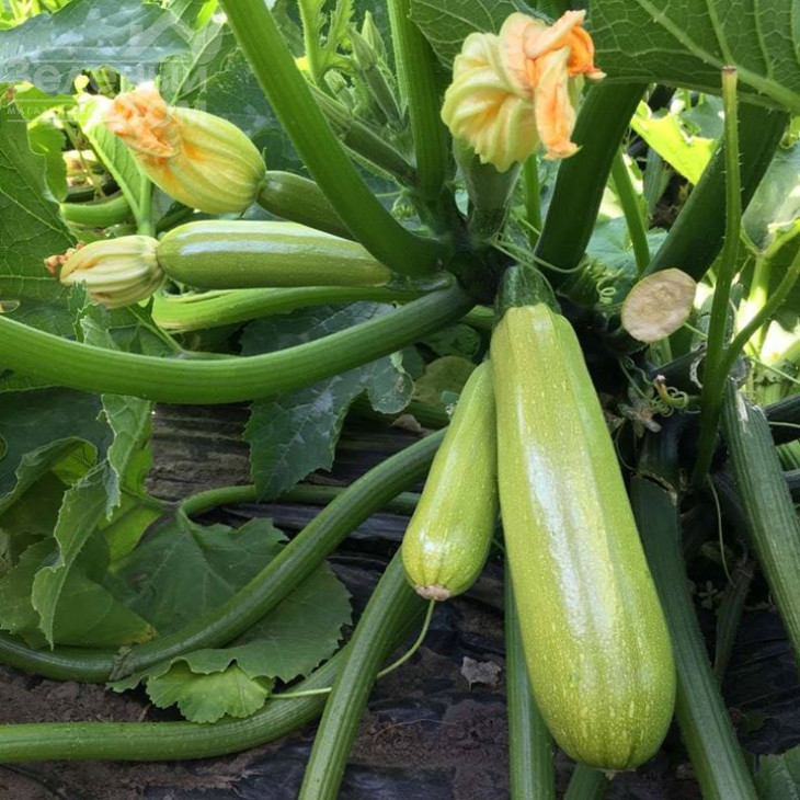 Аделія F1 / Adelia F1 фото 3