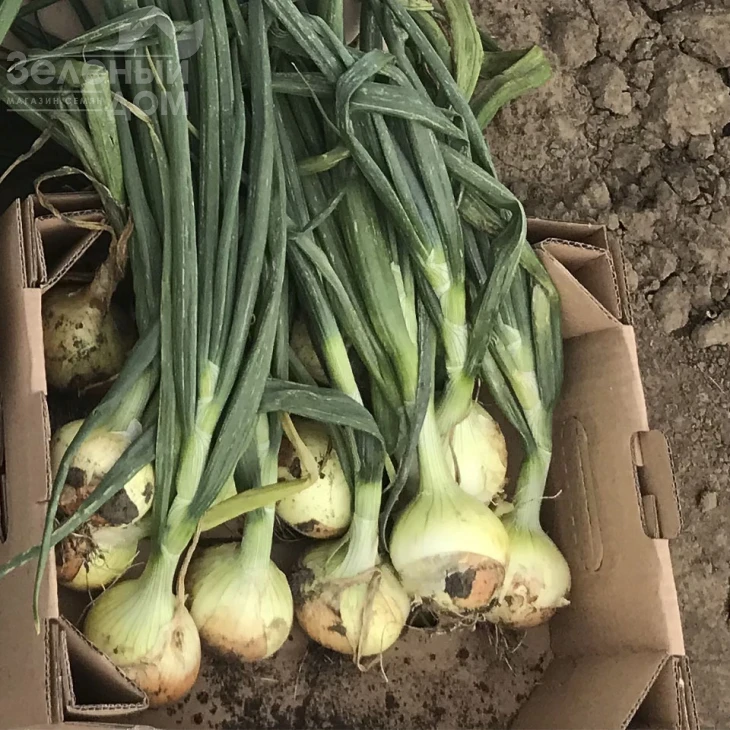 Чаирмэн F1 / Chairman F1 фото 2