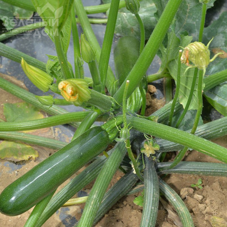 Аскона F1 / Askona F1, 35-40 днів фото 2