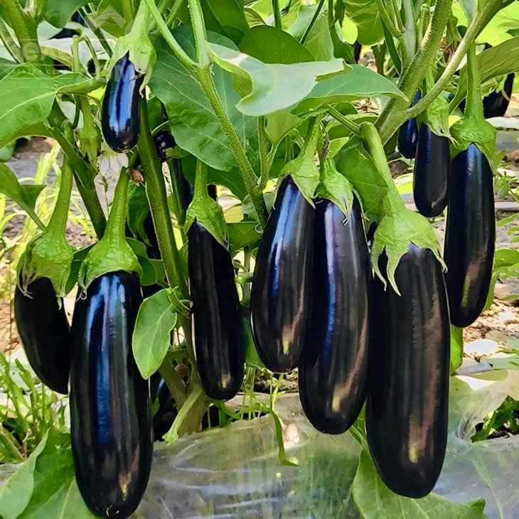 Карадаг F1 / Karadag F1, 55-60 днів фото 1