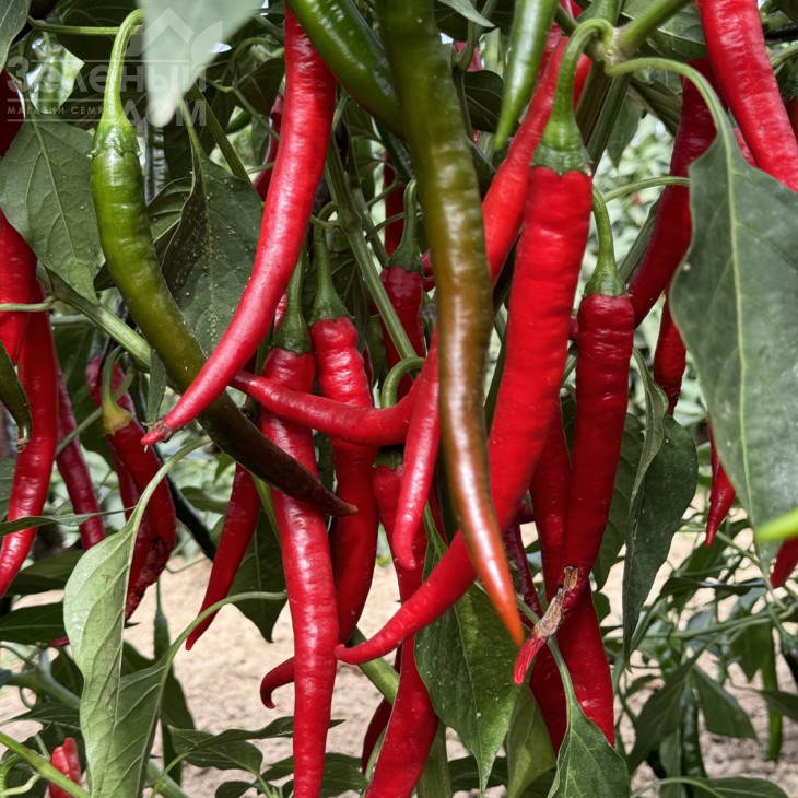 Фуего F1 / Fuego F1, 50-55 днів фото 1