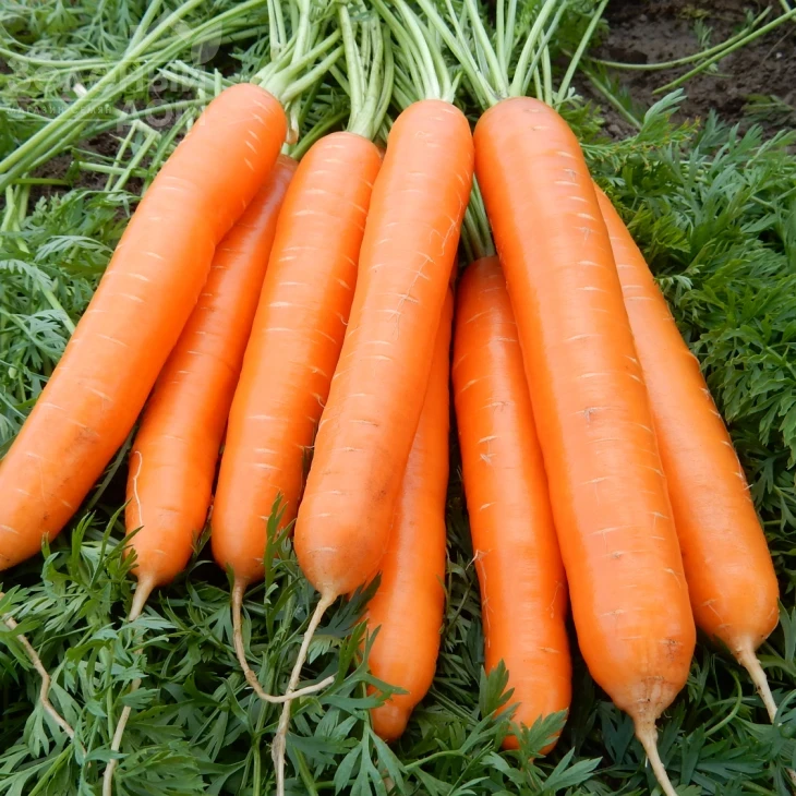 Альянс F1 / Alliance F1 фото 1