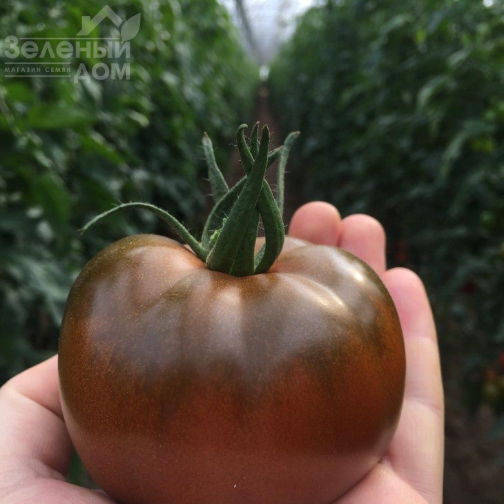 Біг Сашер F1 / Big Sasher F1 фото 1