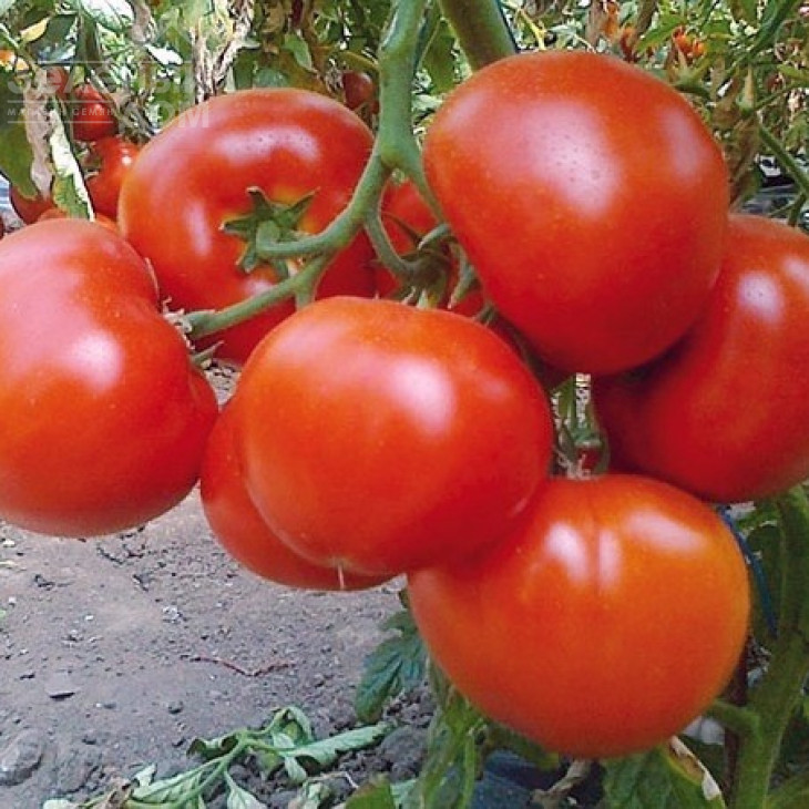 Белфаст F1 / Belfast F1,90-100 днів фото 2