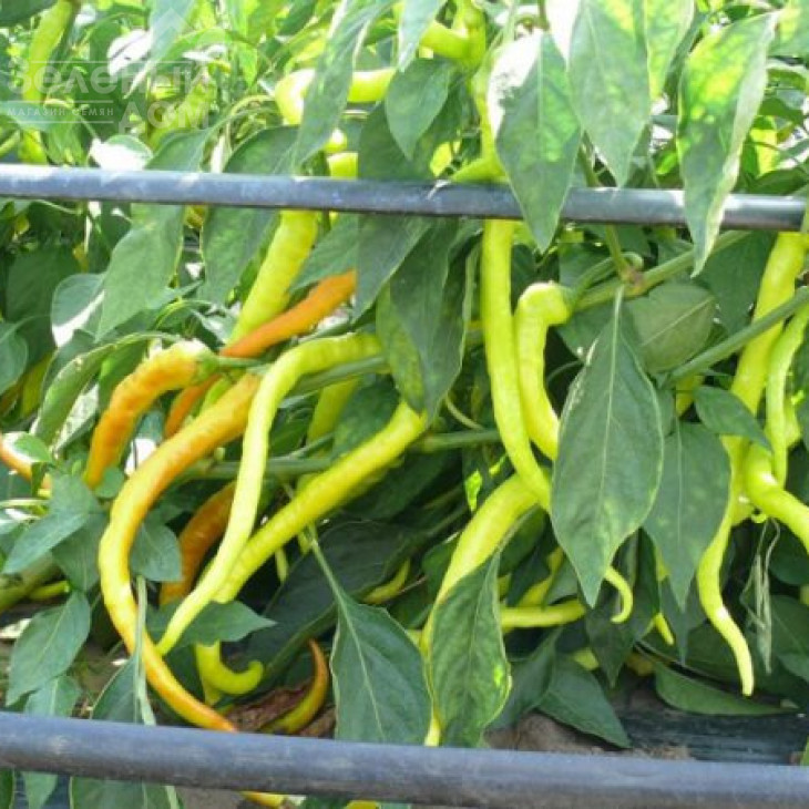 Спіраль F1 / Spiral F1 фото 2