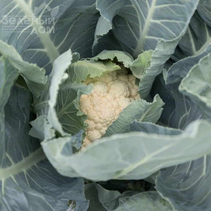 Веноса F1 / Venosa F1, 70 - 80 дней фото 1