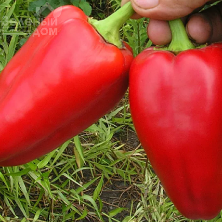 Айвенго / Aivengo фото 1