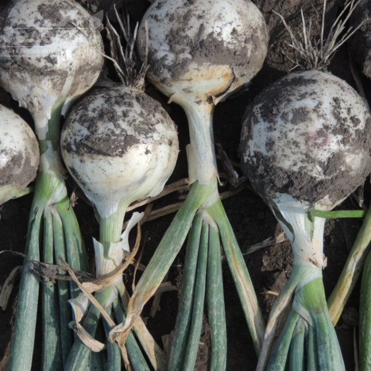 Примо Бланко F1 / Primo Blanco F1, 110-115 дней фото 5