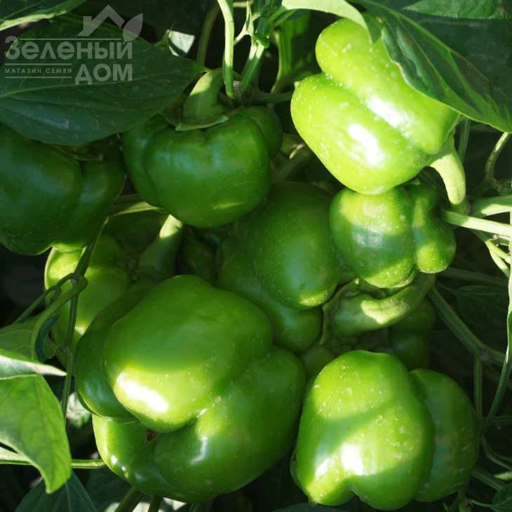 Герардо F1 / Gerardo F1,60-62 дня фото 2