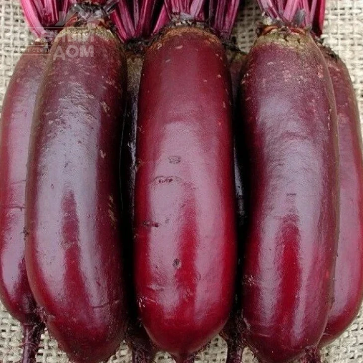 Цилиндра / Cilindra,120 дней фото 1