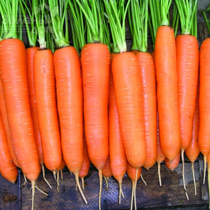 Элеганза F1 / Eleganza F1,130-140 дней фото 1