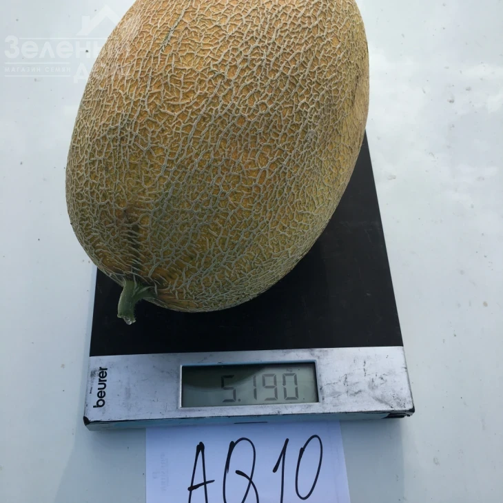 Маори F1 / Maori F1,70-72 дня фото 4