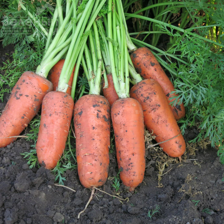 Абако F1 / Abaco F1,110 днів фото 1