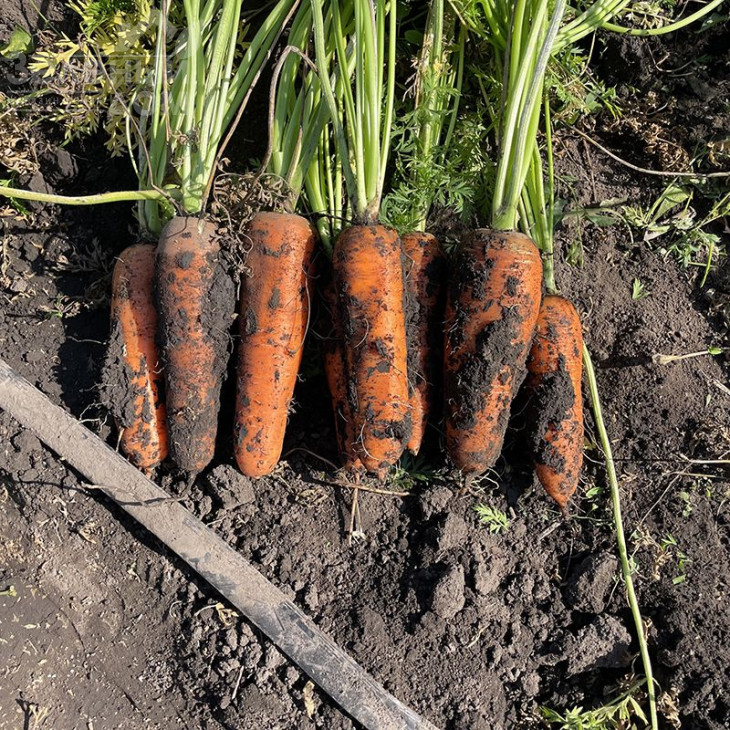 Централ F1 / Central  F1,120 днів фото 2