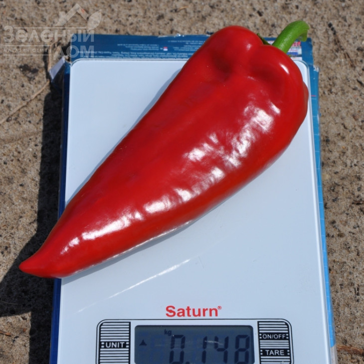 Супер Кап F1 / Super Cаp F1, 60-65 днів фото 8