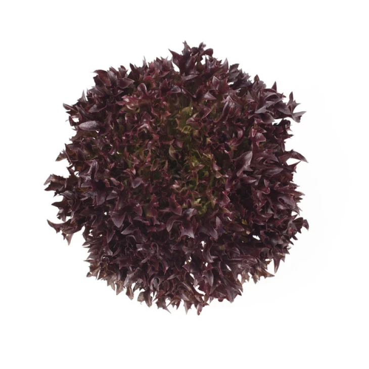 Триплекс / Triplex фото 5